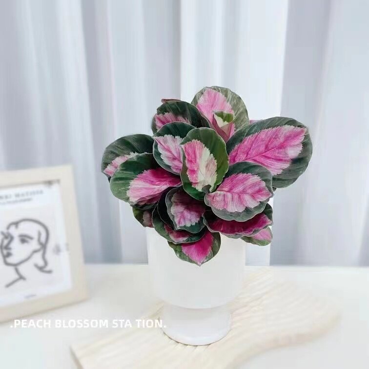 红玫瑰竹芋盆栽彩叶水培网红植物四季养殖室内桌面花卉绿植