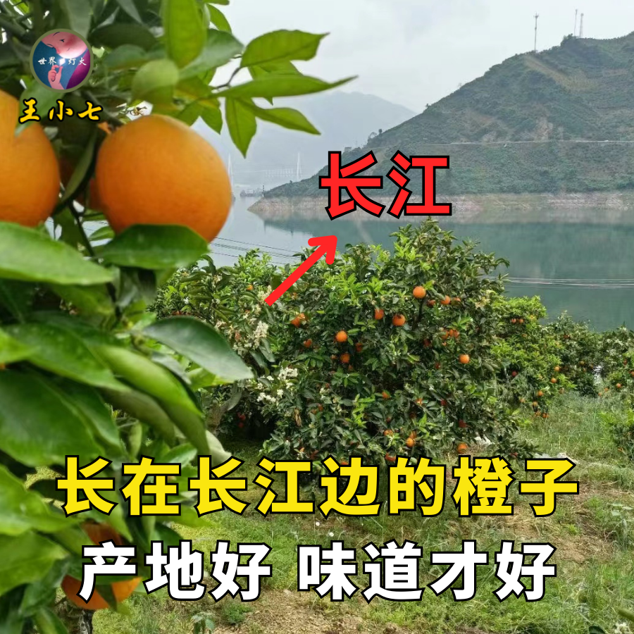 湖北秭归正宗中华红橙宜昌新鲜水果橙子红心血橙当季红肉橙王小七,淘宝优惠券,粉丝福利购,淘宝优惠卷