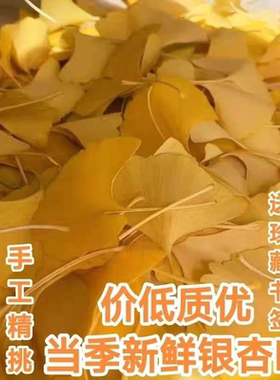 真树叶自然落叶银杏叶干花枯叶子金色标本书签DIY粘贴画