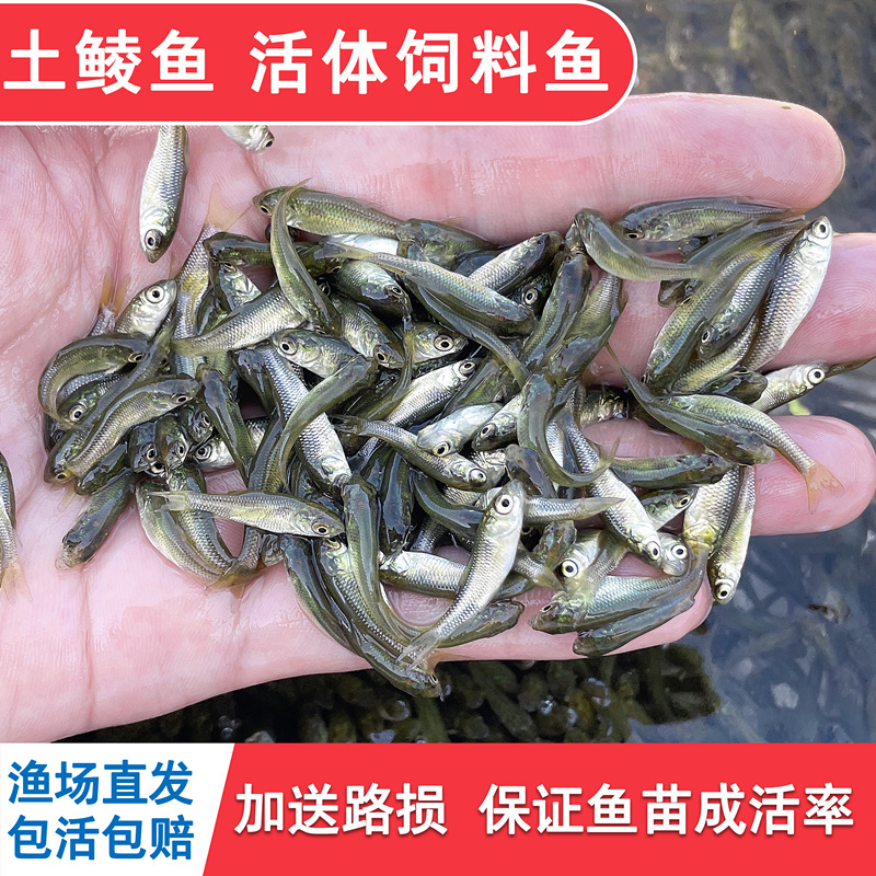 土鲮鱼鱼苗活体饲料鱼鱼料活鱼喂鳜鱼喂金龙喂乌龟喂桂花鲈鱼活饵 - 图1