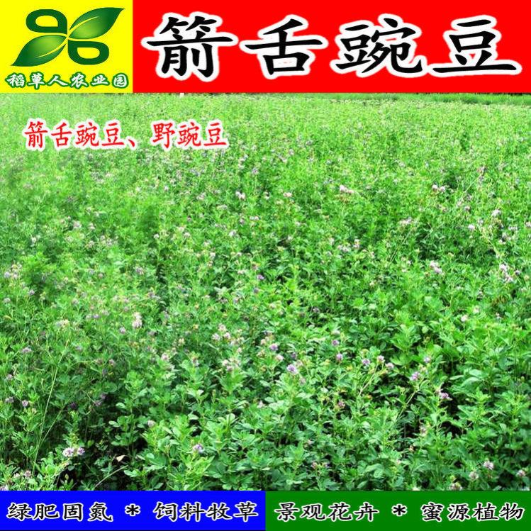 箭舌豌豆种子 田林果园固氮绿肥籽 青饲料牧草 景观花卉 蜜源植物 - 图0