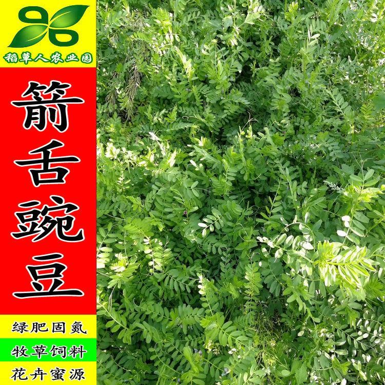 箭舌豌豆种子 田林果园固氮绿肥籽 青饲料牧草 景观花卉 蜜源植物 - 图3