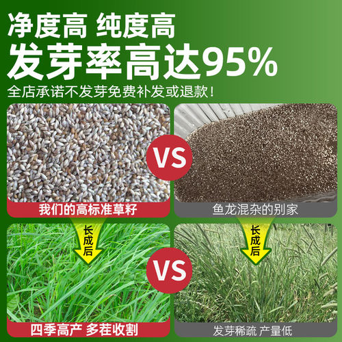 秋季多年生牧草猫尾草提摩西种子龙猫兔子爱吃的草籽草种子夏季 - 图2