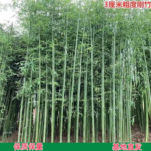 竹子苗庭院耐寒大型观赏竹子盆栽四季常青紫竹苗黄金竹罗汉竹刚竹 - 图0
