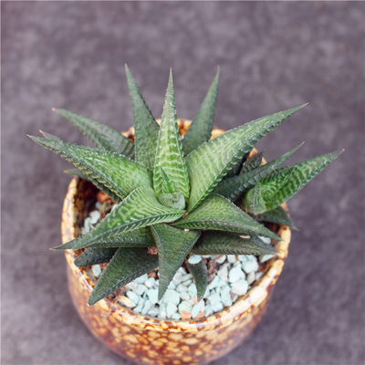 硬叶十二卷冷门多肉植物组合套餐绿植好养小盆栽鹰爪稀缺琉璃殿 虎窝淘