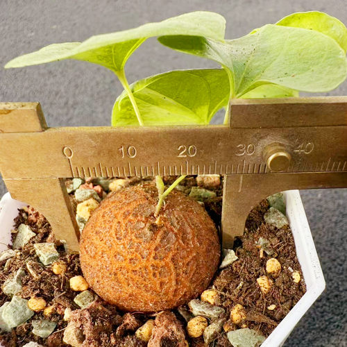 南非龟甲龙块根植物 阳台花卉爬藤可爱多肉阳台实生盆栽桌面绿植 - 图0