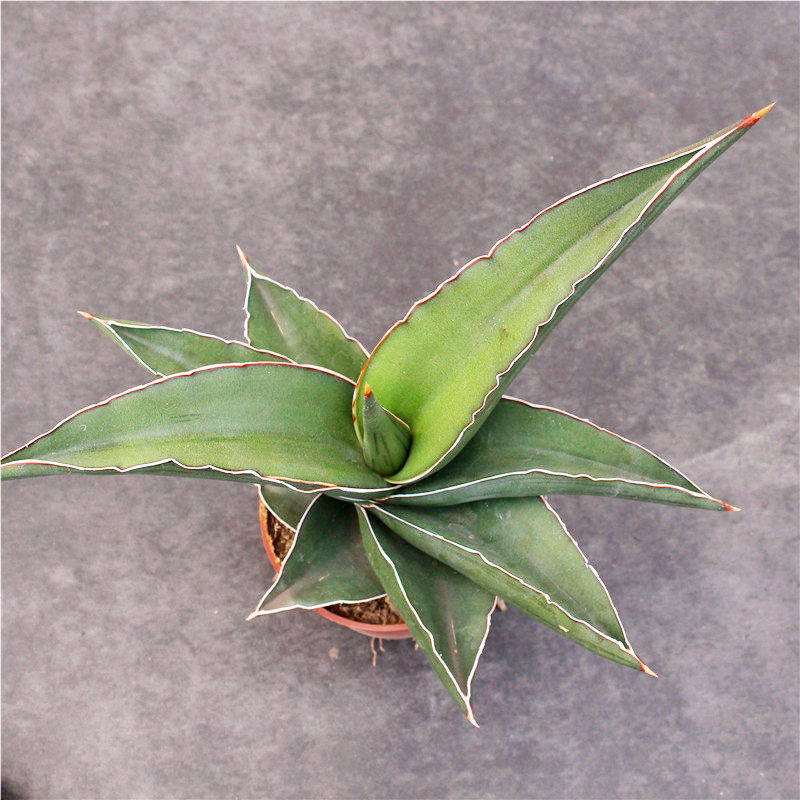鸟嘴虎皮兰进口高端虎尾兰防辐射小盆栽泰国稀有品种多肉植物