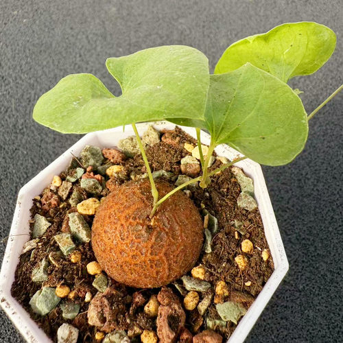 南非龟甲龙块根植物 阳台花卉爬藤可爱多肉阳台实生盆栽桌面绿植 - 图1
