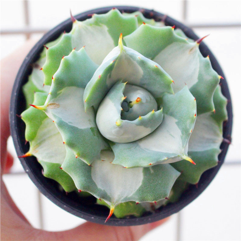 龙舌兰组合小盆栽大型多肉植物新手客厅装饰庭院绿植吉祥冠白中斑,淘宝优惠券,粉丝福利购,淘宝优惠卷