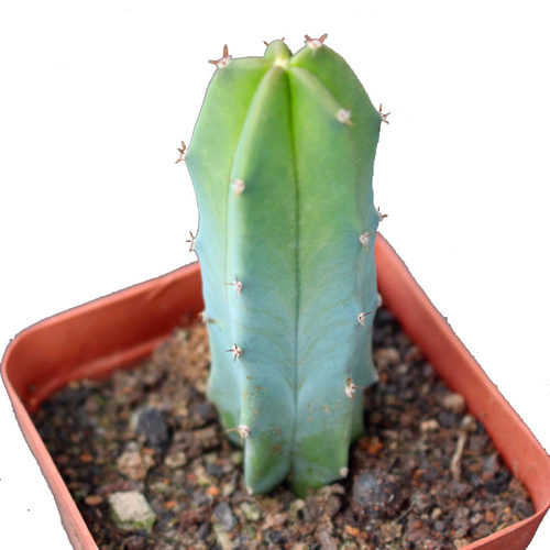 龙神木仙人柱多肉 创意沙生植物小盆栽 蓝柱室内开花绿植阳台造景 - 图3