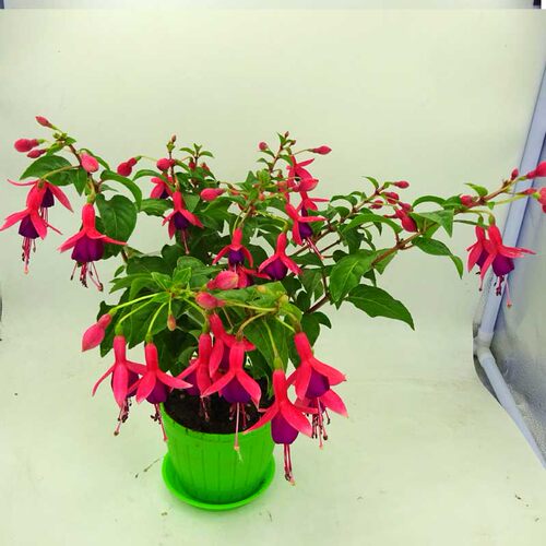 倒挂金钟盆栽带花苞宝莲灯灯笼花重瓣老桩垂吊阳台庭院好养耐寒花 - 图2