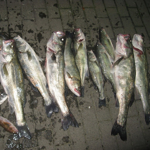 海钓专用诱鱼剂浓腥味鲈鱼路亚小药添加剂黑鲷打窝料梭鲻鱼面饵料 - 图1