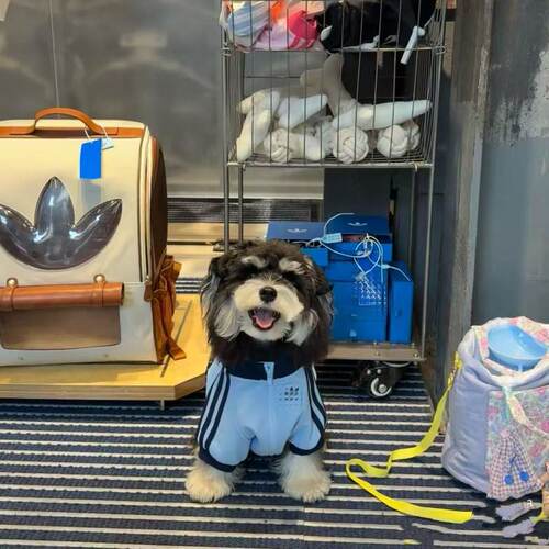 猫咪狗狗衣服德文猫衣服斯芬克斯秋冬纯棉加绒卫衣潮 - 图0