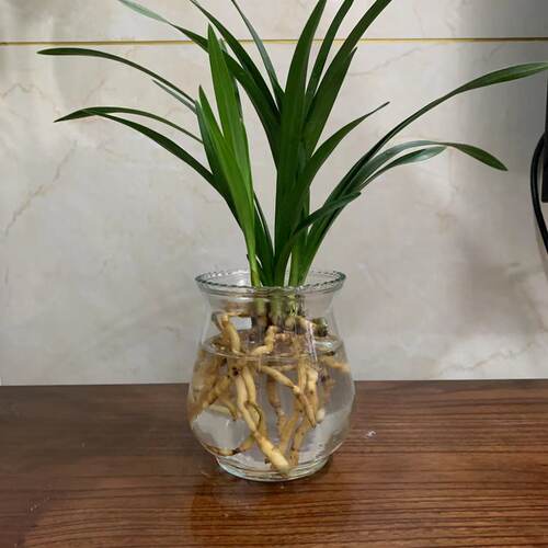 水培香水苍兰兰花苗室内植物浓香四季建花卉耐寒植物冬季带花苞 - 图1