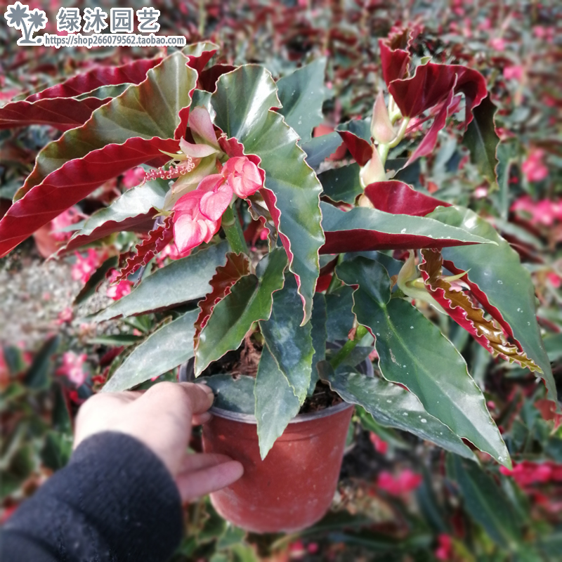 龙翅海棠花盆栽竹节秋海棠花玻璃海棠四季开花绿植观花阳台客厅窗-图2