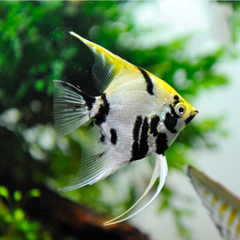 神仙鱼燕鱼红头墨燕蓝魔金仙雪仙淡水鱼小型鱼秘鲁神仙黑白熊猫仙 - 图0