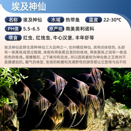 秘鲁埃及神仙鱼燕鱼淡水鱼小型鱼墨燕白神仙七彩神仙鱼活体鱼 - 图0