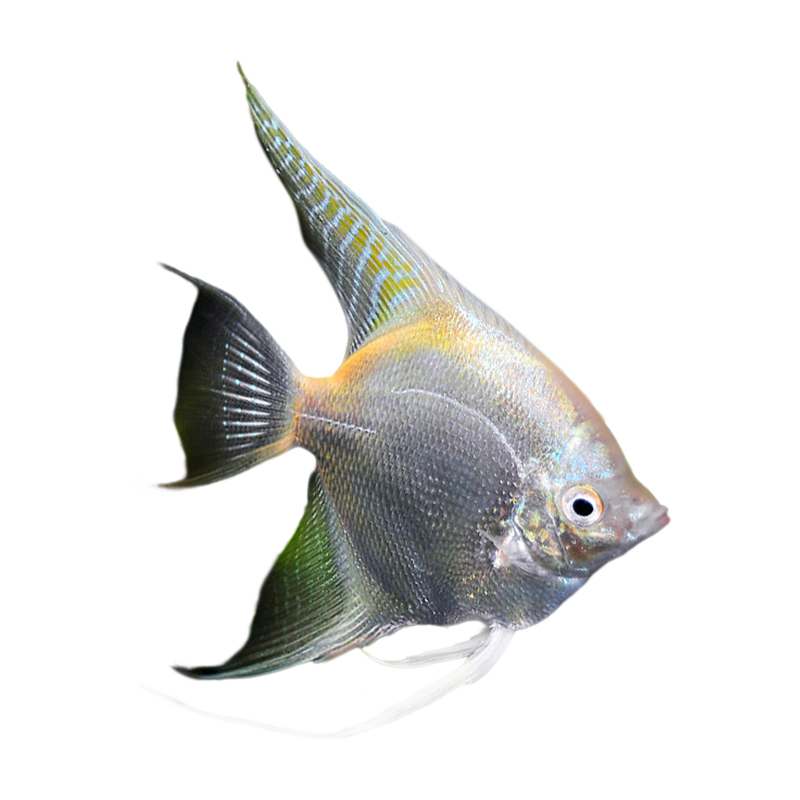 神仙鱼燕鱼红头墨燕蓝魔金仙雪仙淡水鱼小型鱼秘鲁神仙黑白熊猫仙 - 图3