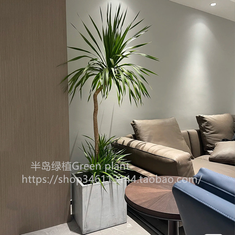 造型龙血树大型网红室内客厅办公室植物老桩四季植物绿植大盆北欧,淘宝优惠券,粉丝福利购,淘宝优惠卷