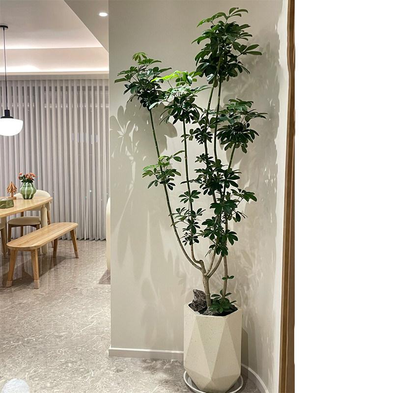 鸭脚木盆栽大型绿植客厅办公室内鸭掌木盆景植物四季好养活卧室,淘宝优惠券,粉丝福利购,淘宝优惠卷