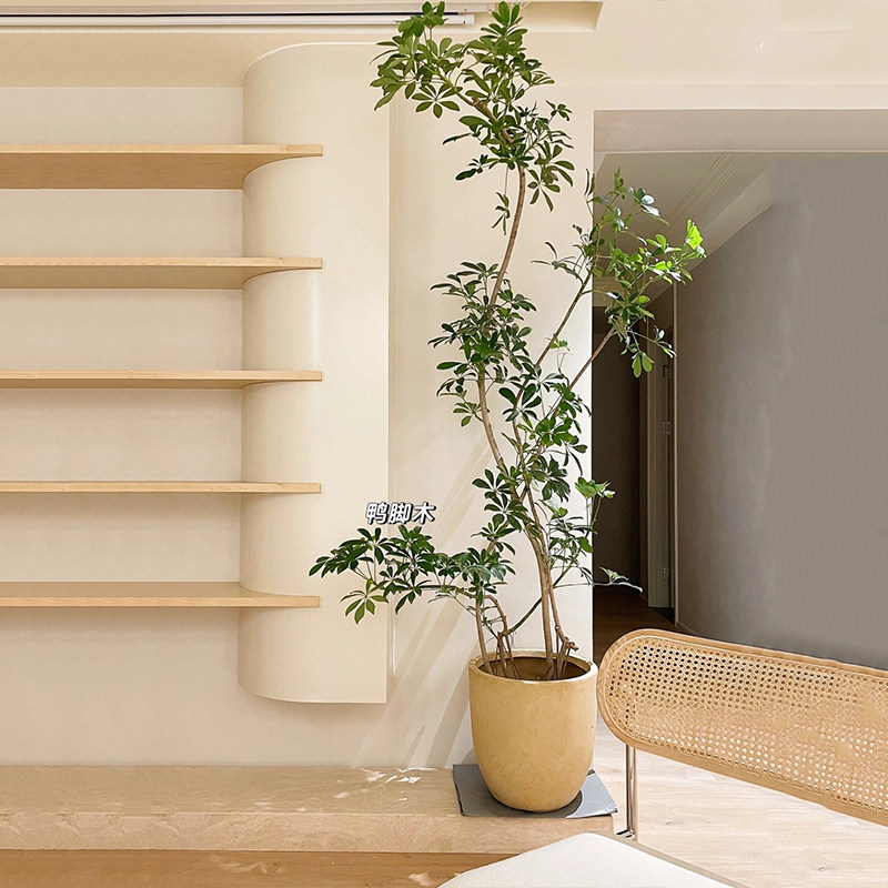 鸭脚木盆栽大型绿植客厅办公室内鸭掌木盆景植物四季好养活卧室,淘宝优惠券,粉丝福利购,淘宝优惠卷