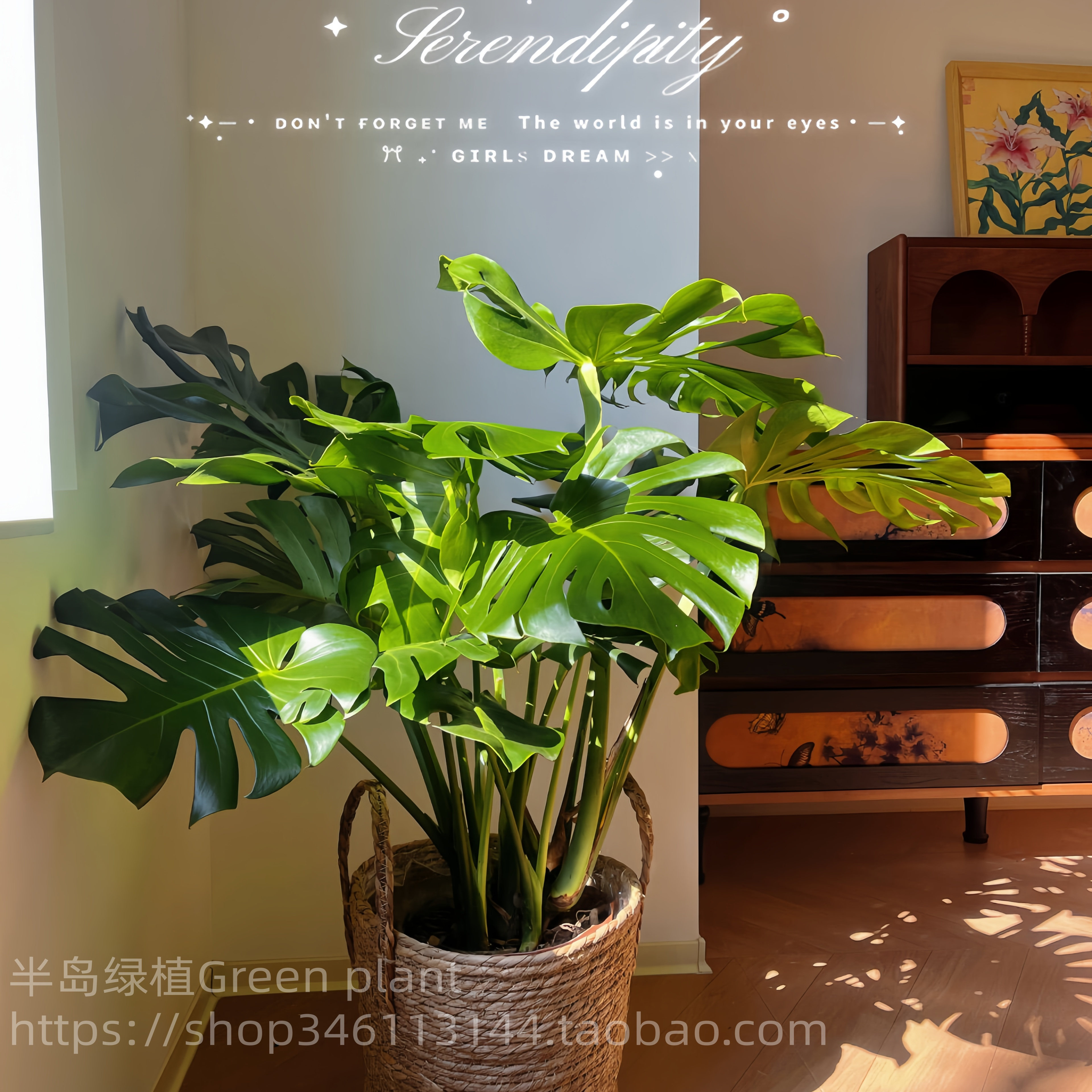 龟背竹客厅大盆栽室内大叶老桩大植物电视柜旁边大型绿植落地卧室,淘宝优惠券,粉丝福利购,淘宝优惠卷