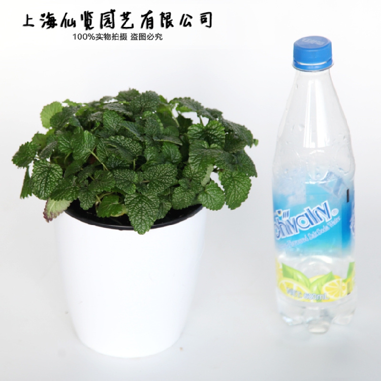 柠檬香蜂草盆栽 Lemon balm薄荷香草植物芳香盆栽食用料理香料 - 图0