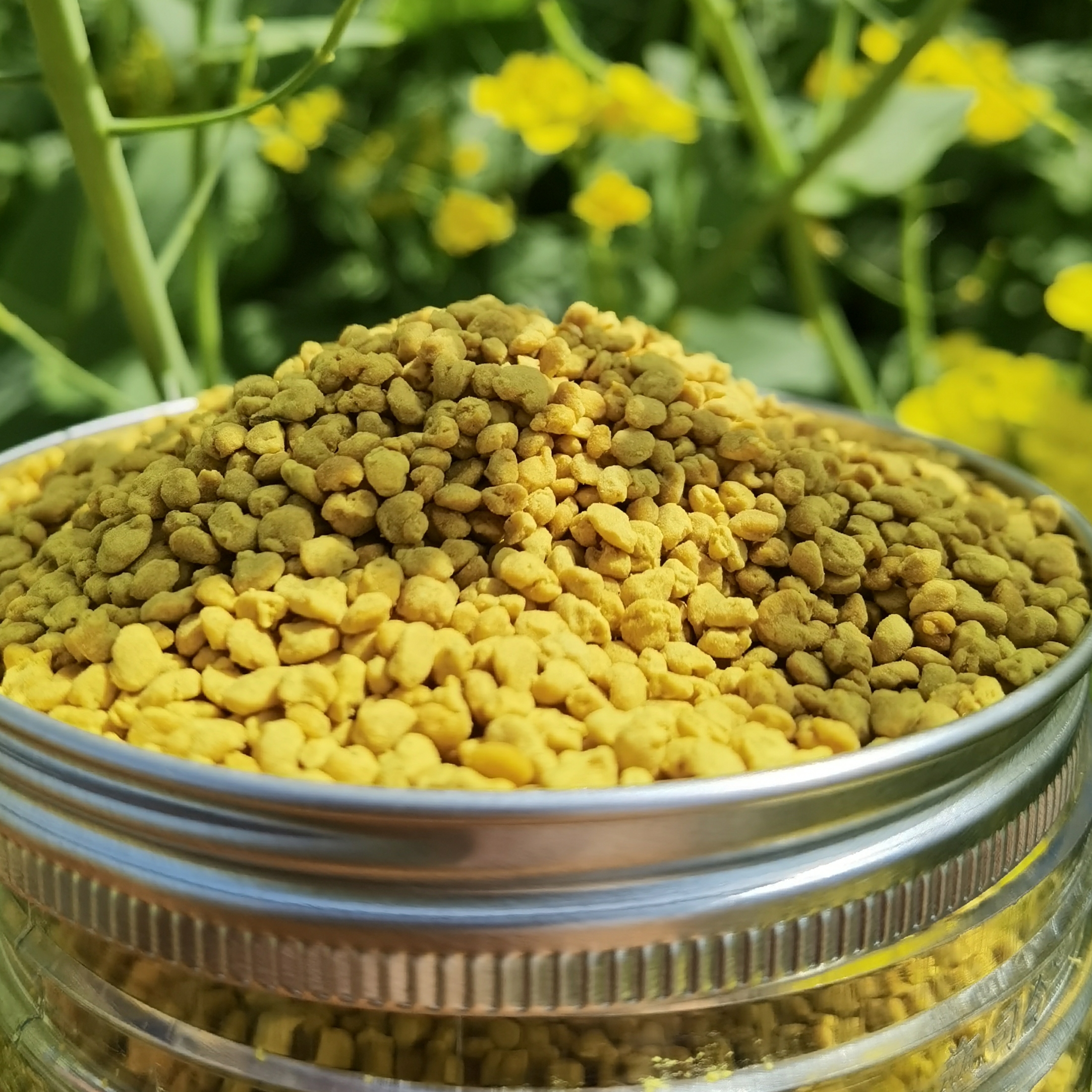 油菜蜂花粉500g 2024年纯正宗天然正品精挑大颗粒食用蜂花粉1斤装-图2
