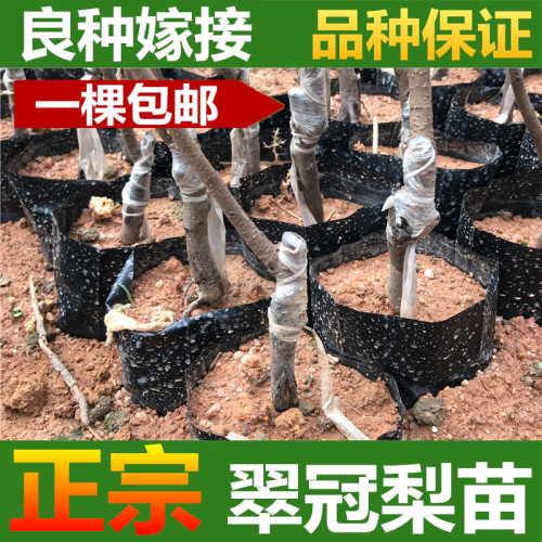 翠冠梨树苗嫁接梨树苗翠冠梨子苗梨蜜梨树苗南方北方盆栽地栽果树 - 图1