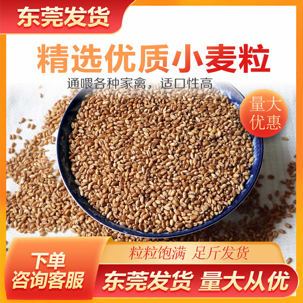 小麦粒喂鸽子 新人首单立减十元 22年9月 淘宝海外