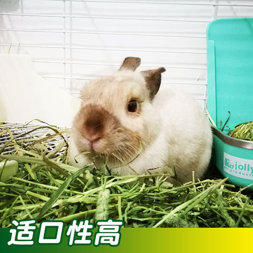 加拿大晒干提摩西草干草侏儒兔子荷兰猪龙猫兔粮兔饲料苜蓿草磨牙 - 图1