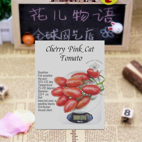 粉红猫番茄种子多汁鲜嫩高产超甜传家宝春秋庭院室内阳台盆栽易种 - 图1