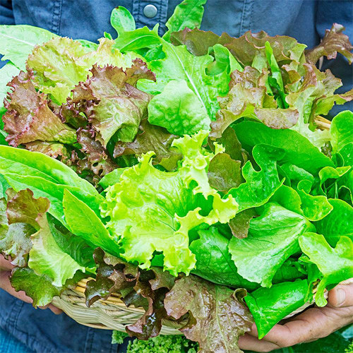 混合生菜种子酥脆浓郁阳台专用传家宝新鲜沙拉即食家庭四季易种 - 图0