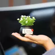 车内盆景植物 新人首单立减十元 21年8月 淘宝海外