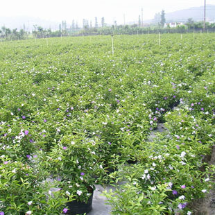 双色茉莉盆栽双色茉莉变色鸳鸯茉莉花重瓣白茉莉花芳香花卉-图2