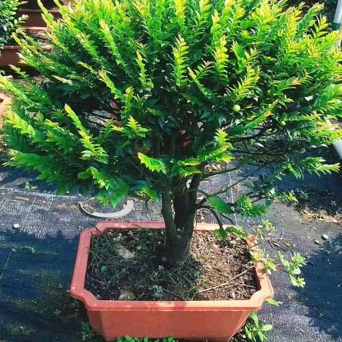 老桩小叶紫檀盆景树桩盆栽丛林独桩植物阳台客厅好养活四季青绿植 - 图0