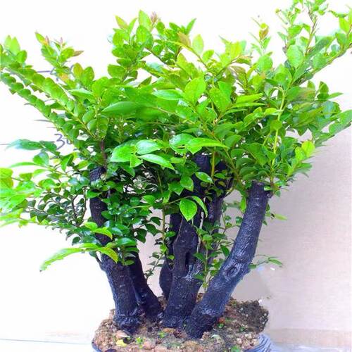 老桩小叶紫檀盆景树桩盆栽丛林独桩植物阳台客厅好养活四季青绿植 - 图1