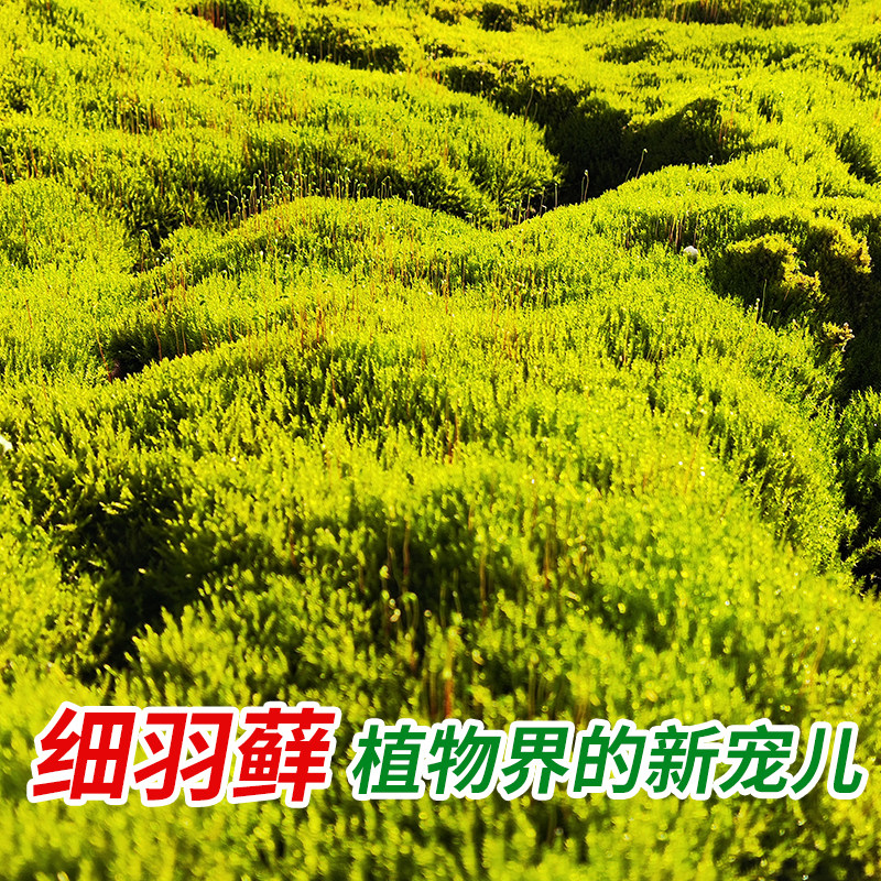 鲜活苔藓微景观植物盆景专用苔藓盆栽水陆缸假山草造景细羽青苔,淘宝优惠券,粉丝福利购,淘宝优惠卷