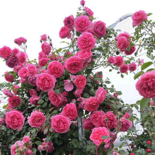 蔷薇花苗爬藤月季大花浓香庭院四季爬藤粉龙沙宝石藤冰山亚伯 - 图2