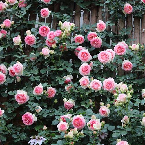 蔷薇花苗爬藤月季大花浓香庭院四季爬藤粉龙沙宝石藤冰山亚伯 - 图1