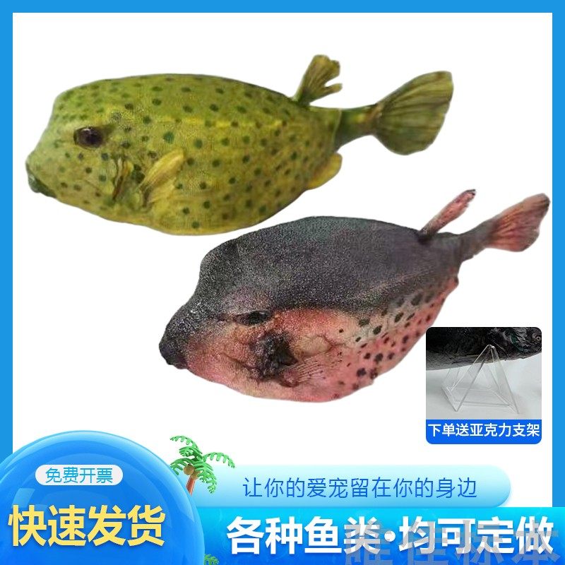 加工各种真鱼类剥制标本制作博物馆科普展览教学摄影道具纪念定制,淘宝优惠券,粉丝福利购,淘宝优惠卷