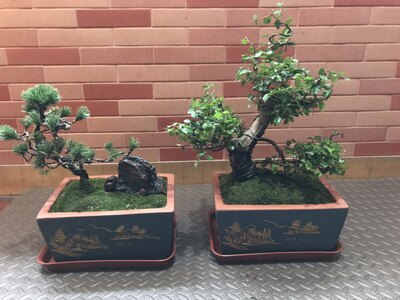 宜兴新希望手工长方形文竹 榕树 树桩 盆景盆 特大多肉陶瓷花盆 - 图0
