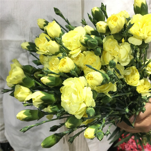 粉色康乃馨水养鲜花花束云南昆明基地直发家用母亲节礼物速递同城 - 图2