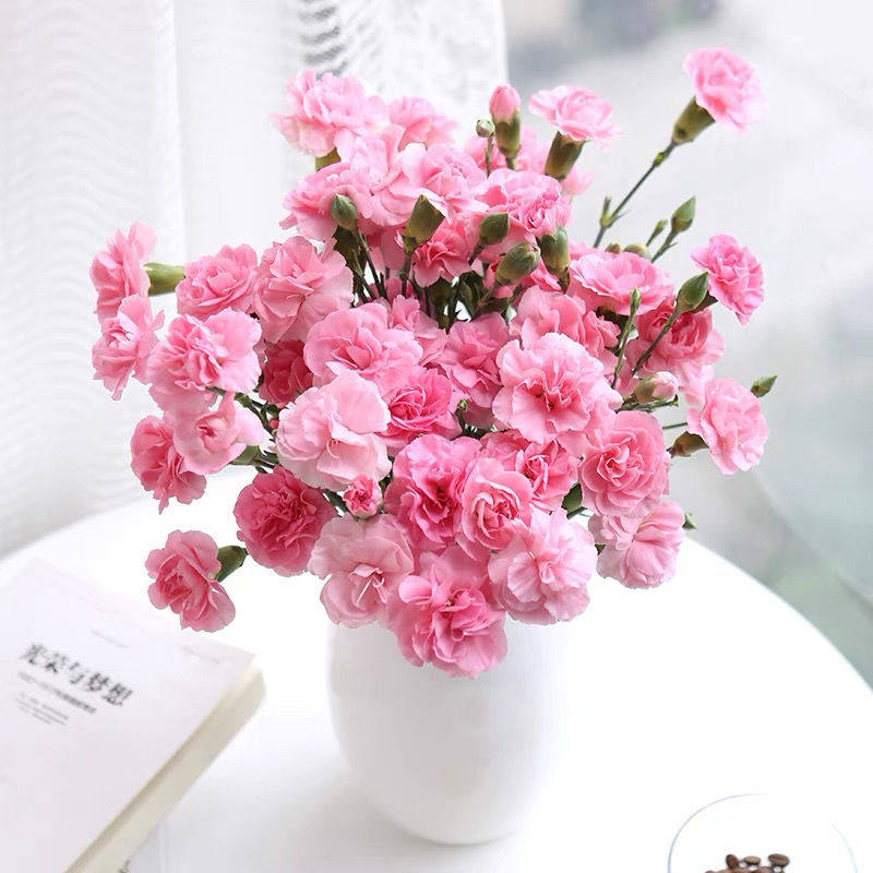 粉色多头康乃馨昆明斗南基地直发同城速递玫瑰百合水养花年货节花,淘宝优惠券,粉丝福利购,淘宝优惠卷
