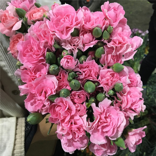粉色康乃馨水养鲜花花束云南昆明基地直发家用母亲节礼物速递同城 - 图3