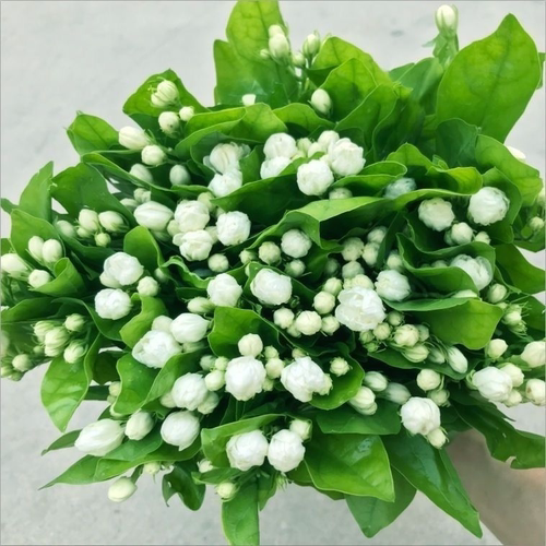 粉色风铃花鲜花水养鲜切花云南昆明基地直发玫瑰百合向日葵包邮 - 图3