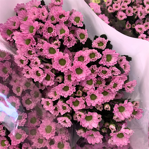 小雏菊鲜花花束云南昆明基地直发百合速递同城家用水养鲜切花玫瑰 - 图0