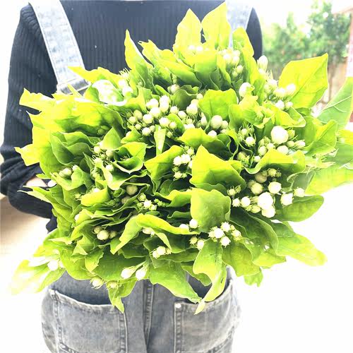 茉莉花鲜花水养鲜切花云南昆明基地直发同城速递玫瑰百合向日葵 - 图1