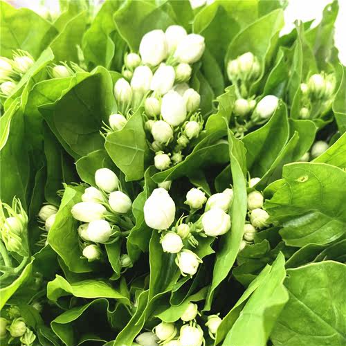 茉莉花鲜花水养鲜切花云南昆明基地直发同城速递玫瑰百合向日葵 - 图3