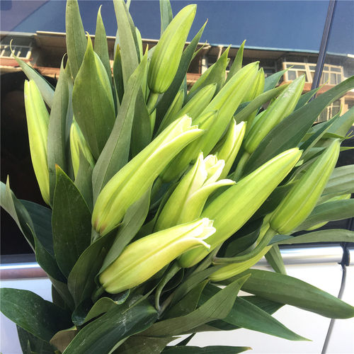 香水百合水养鲜花花束直批云南昆明基地直发家用玫瑰速递同城包邮 - 图1